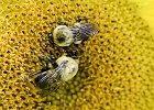 Bees in sunflower